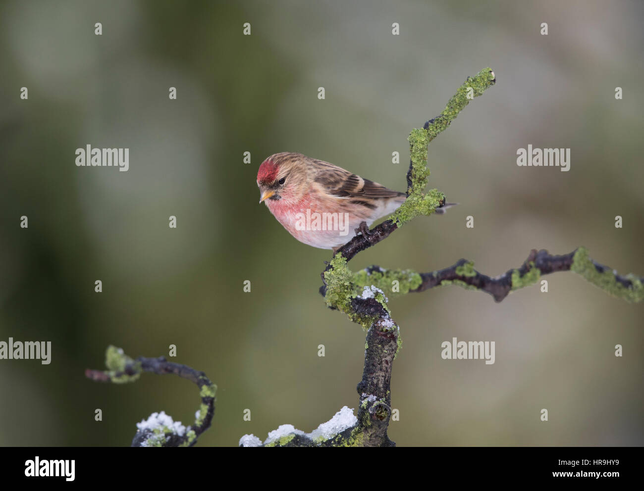 Redpoll (Carduelis flammea) on a lichen covered branch with snow, winter 2017, Mid Wales/Shropshire Borders Stock Photo