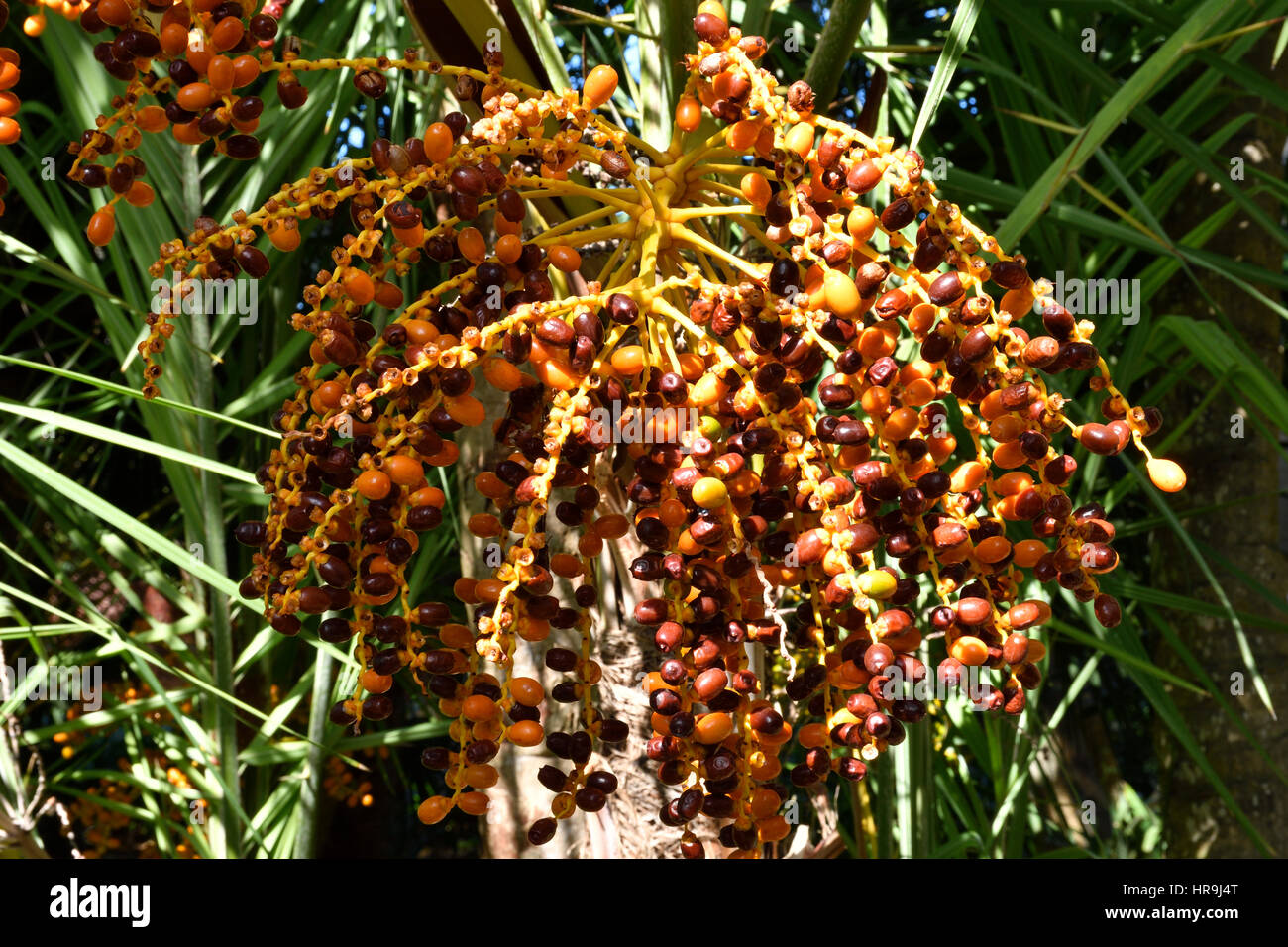 Closeup Of Fruits On Wild Date Palm Phoenix Reclinata Picture From 