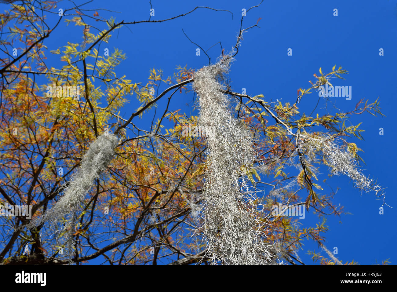 Tree with Spanish moss (Tillandsia usneoides) hanging from branches, picture from Botanical garden inPuerto de la Cruz Tenerife Spain. Stock Photo