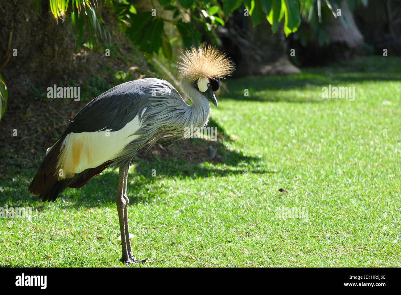 Crowned Crane (Balearica regulorum) standing on the grass with sun in the crown, picture from park in Puerto de la Cruz Tenerife Spain. Stock Photo