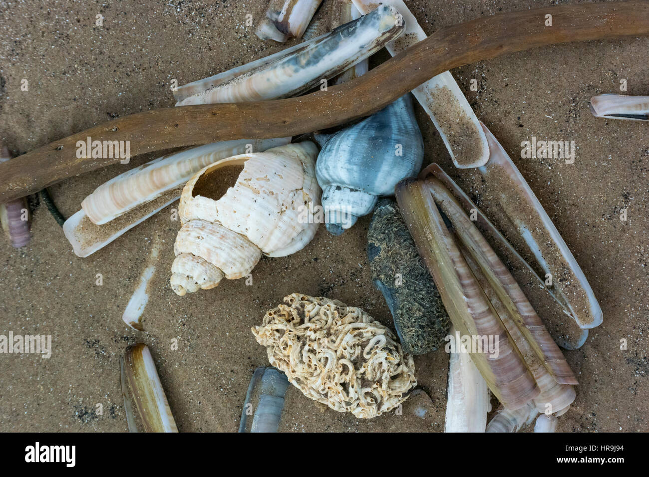 Razor shell ensis arcuatus hi-res stock photography and images - Alamy
