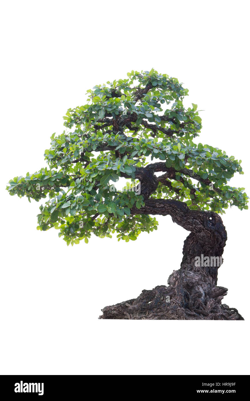 Bonsai Tree Isolated on White Stock Photo - Alamy
