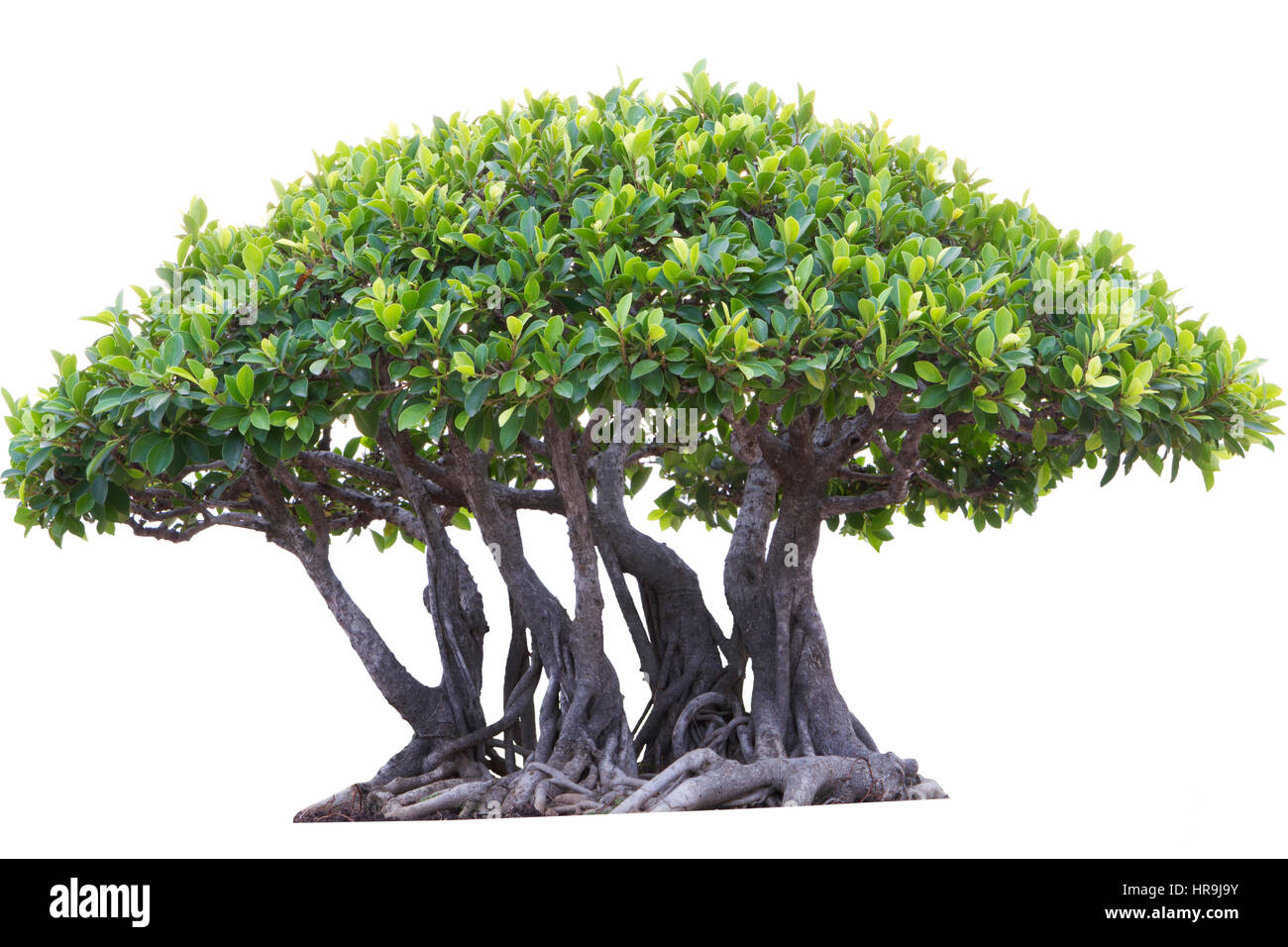 Bonsai Tree Isolated on White Stock Photo - Alamy