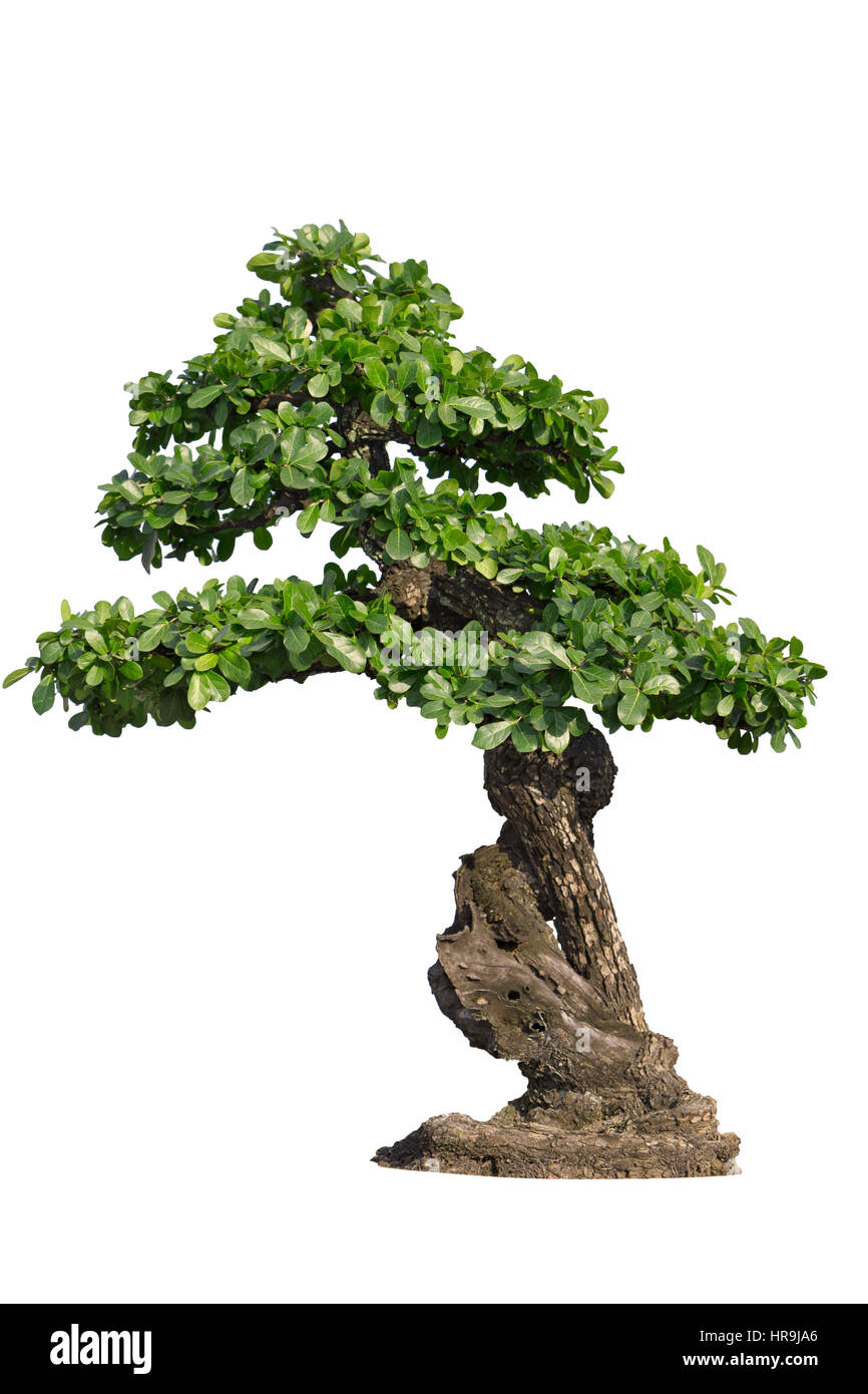 Bonsai Tree Isolated on White Stock Photo - Alamy