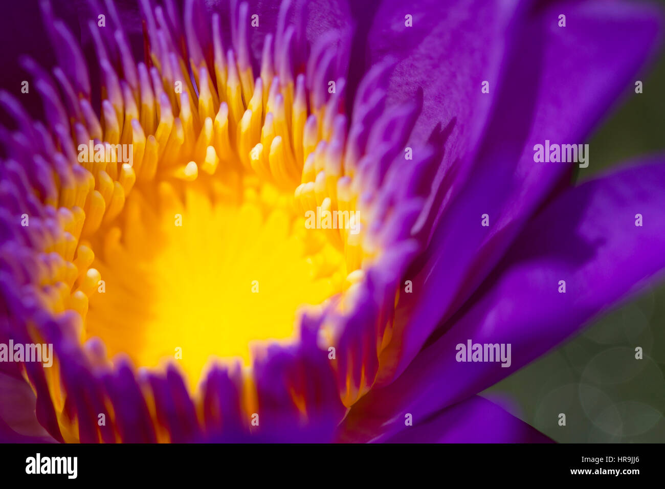Center part of purple lotus flower closeup with right space Stock Photo