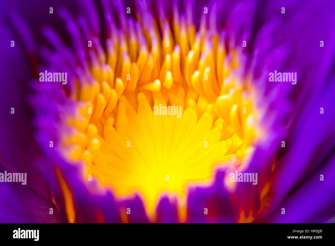 Center Part of Purple Lotus Flower Closeup Showing Bright Yellow Pollen Grain Inside Stock Photo