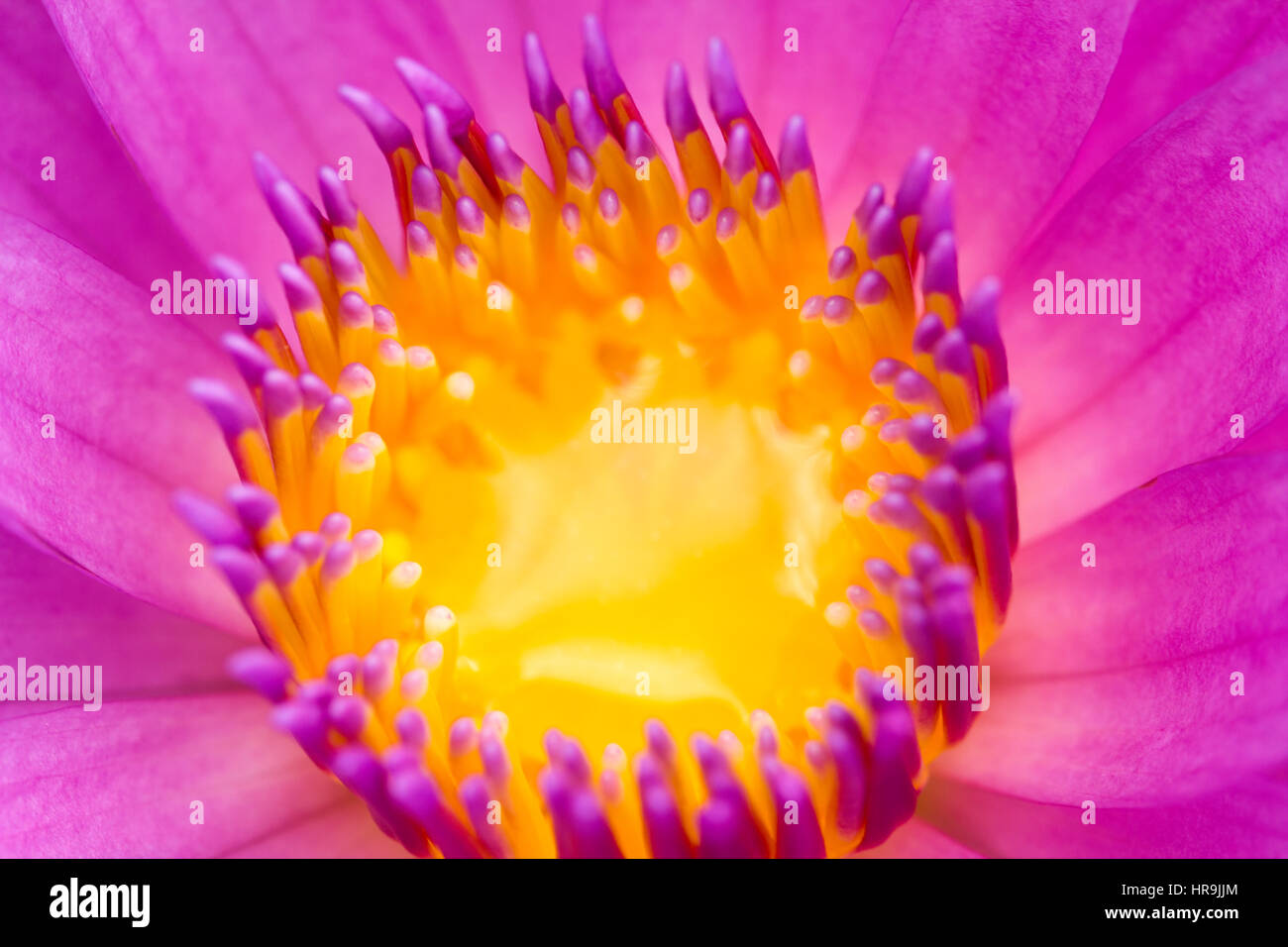 Center Part of Pink Lotus Flower Closeup Stock Photo