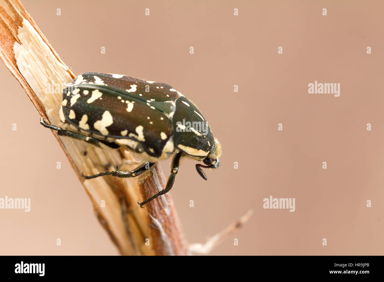 Grubby Insect Grub insect hi-res stock photography and images - Alamy