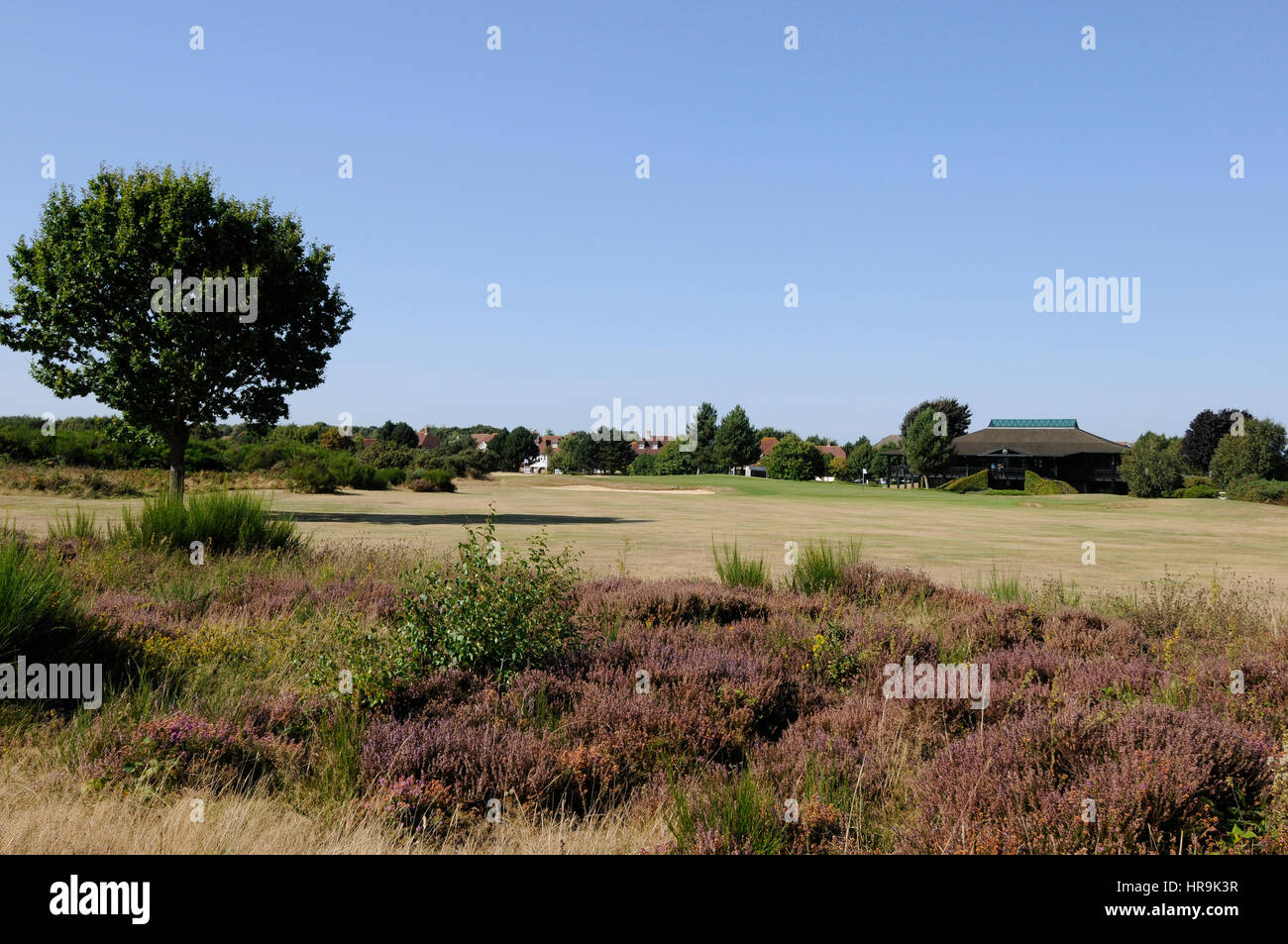 View over Heather on the 9th Hole towards the green and Clubhouse, Kings Hill, West Malling,Kent England Stock Photo