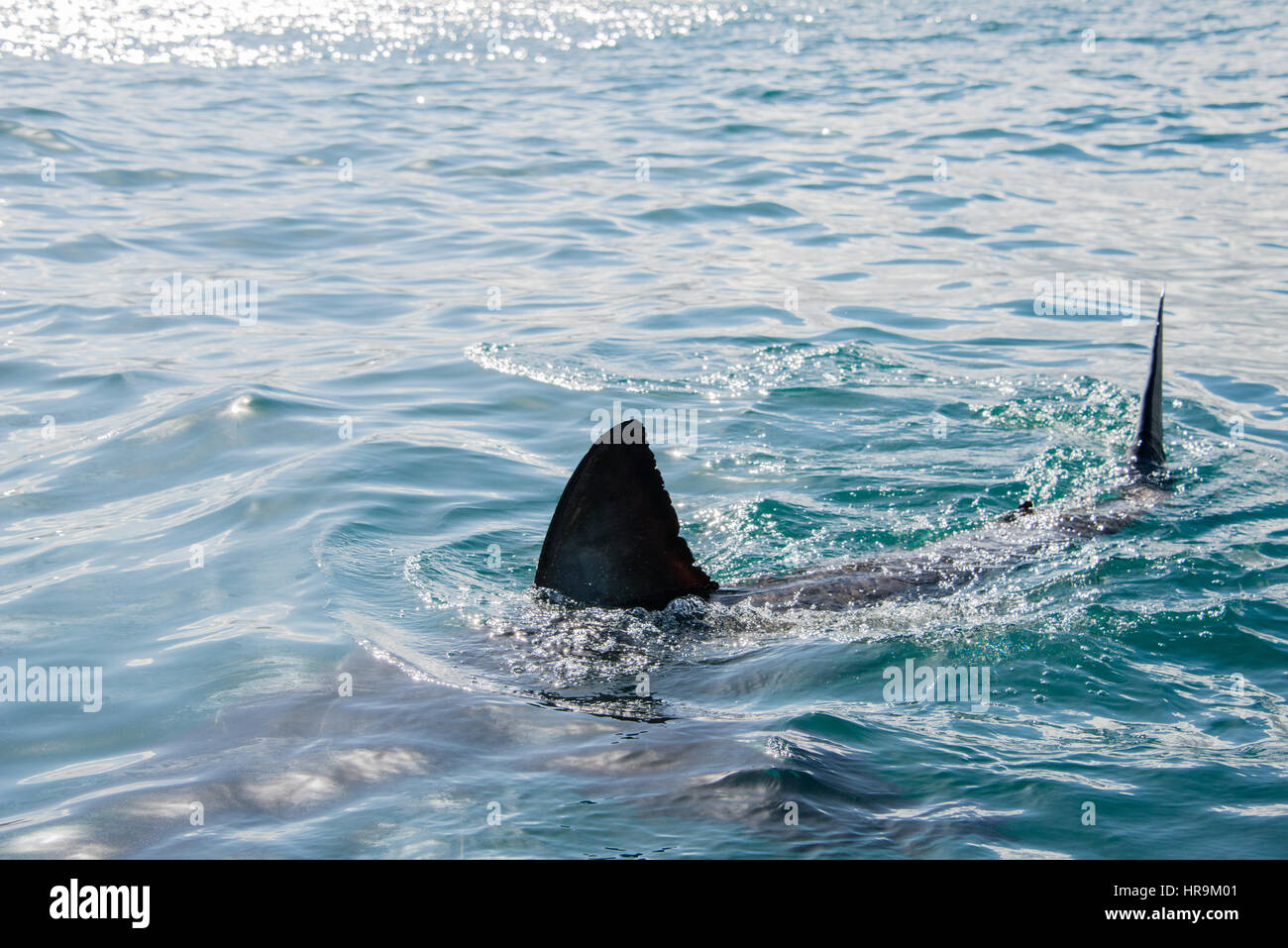 The fin of a great white shark, Gansbaai, south Africa Stock Photo