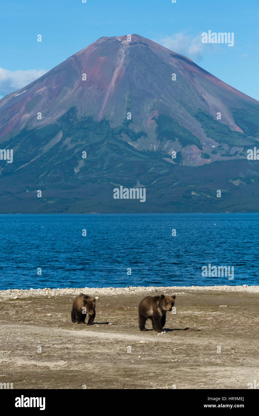 View of Kurile lake and wild bear cubs against the backdrop of the Ilyinsky volcano in Kamchatka region of Russia Stock Photo
