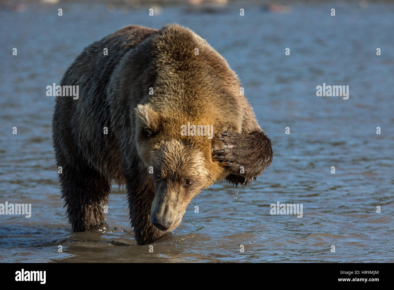 Brown bear catching fish in Kurile Lake of Southern Kamchatka Wildlife Refuge in Russia Stock Photo