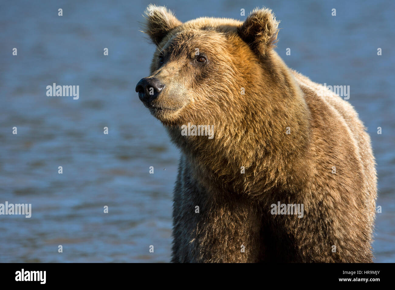 Brown bear catching fish in Kurile Lake of Southern Kamchatka Wildlife Refuge in Russia Stock Photo