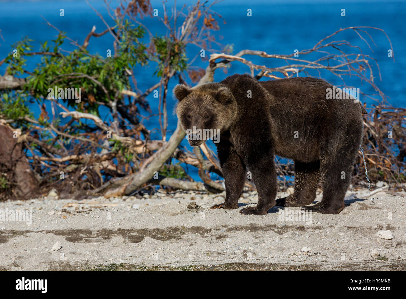Brown bear catching fish in Kurile Lake of Southern Kamchatka Wildlife Refuge in Russia Stock Photo