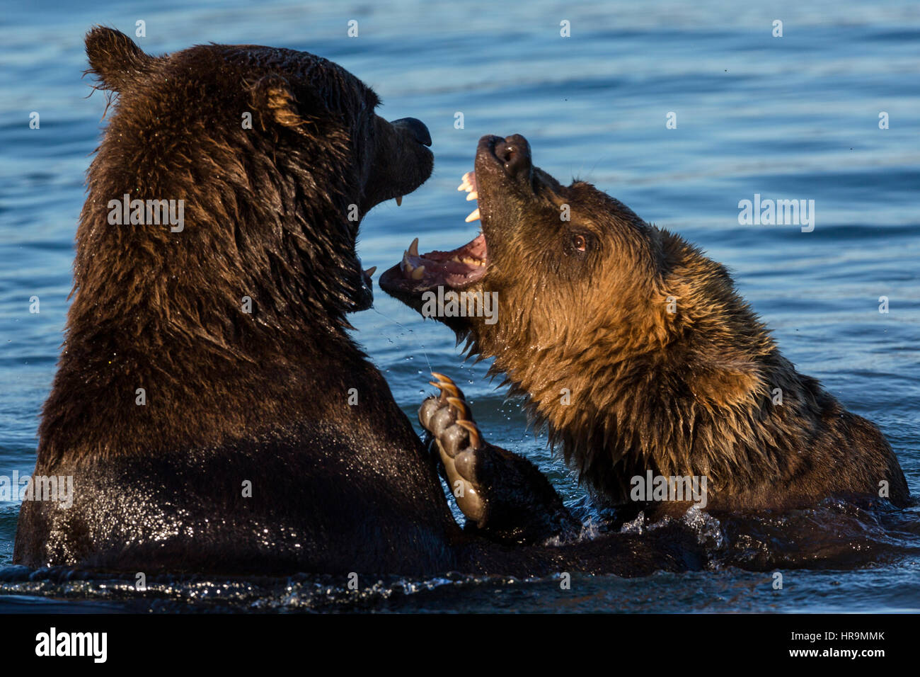 A pair of wild bears fighting in a lake in their natural habitat Stock Photo