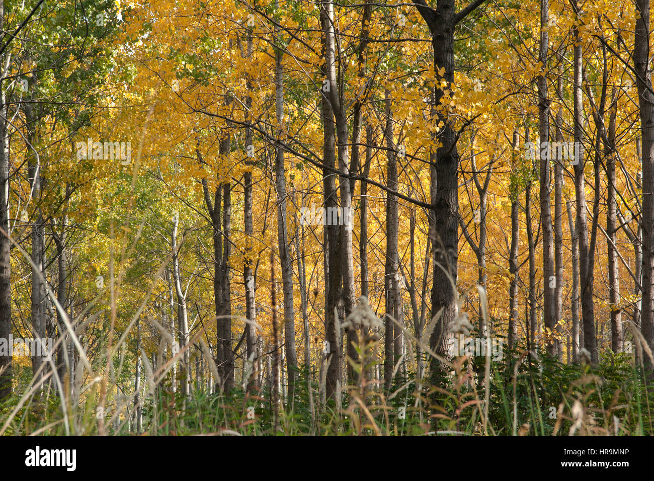 autumn in the forest Stock Photo - Alamy