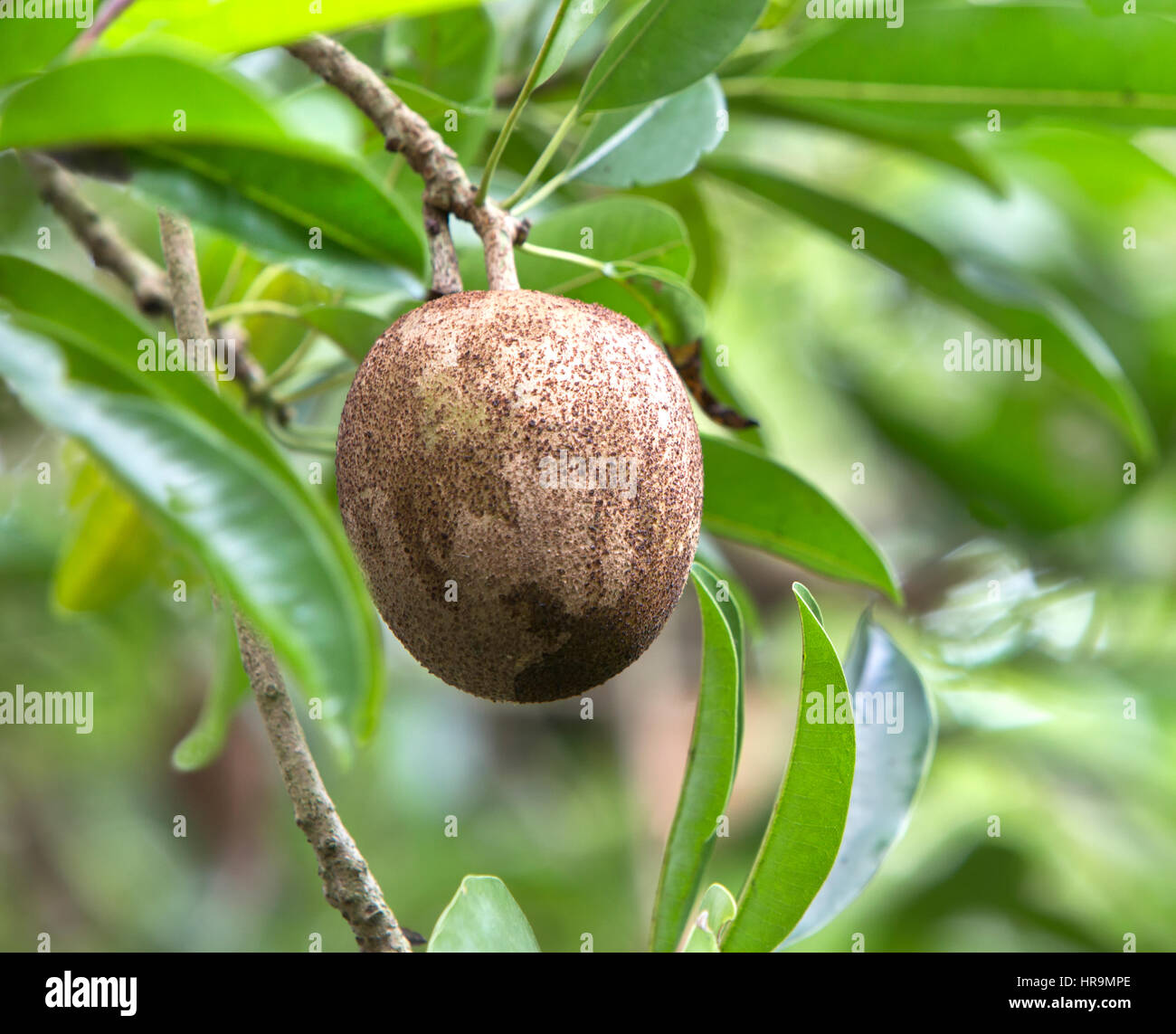 Sapodilla fruit maturing on branch 'Manilkara zapota',  has folkloric beliefs for the use of several parts of the tree & fruit. Stock Photo