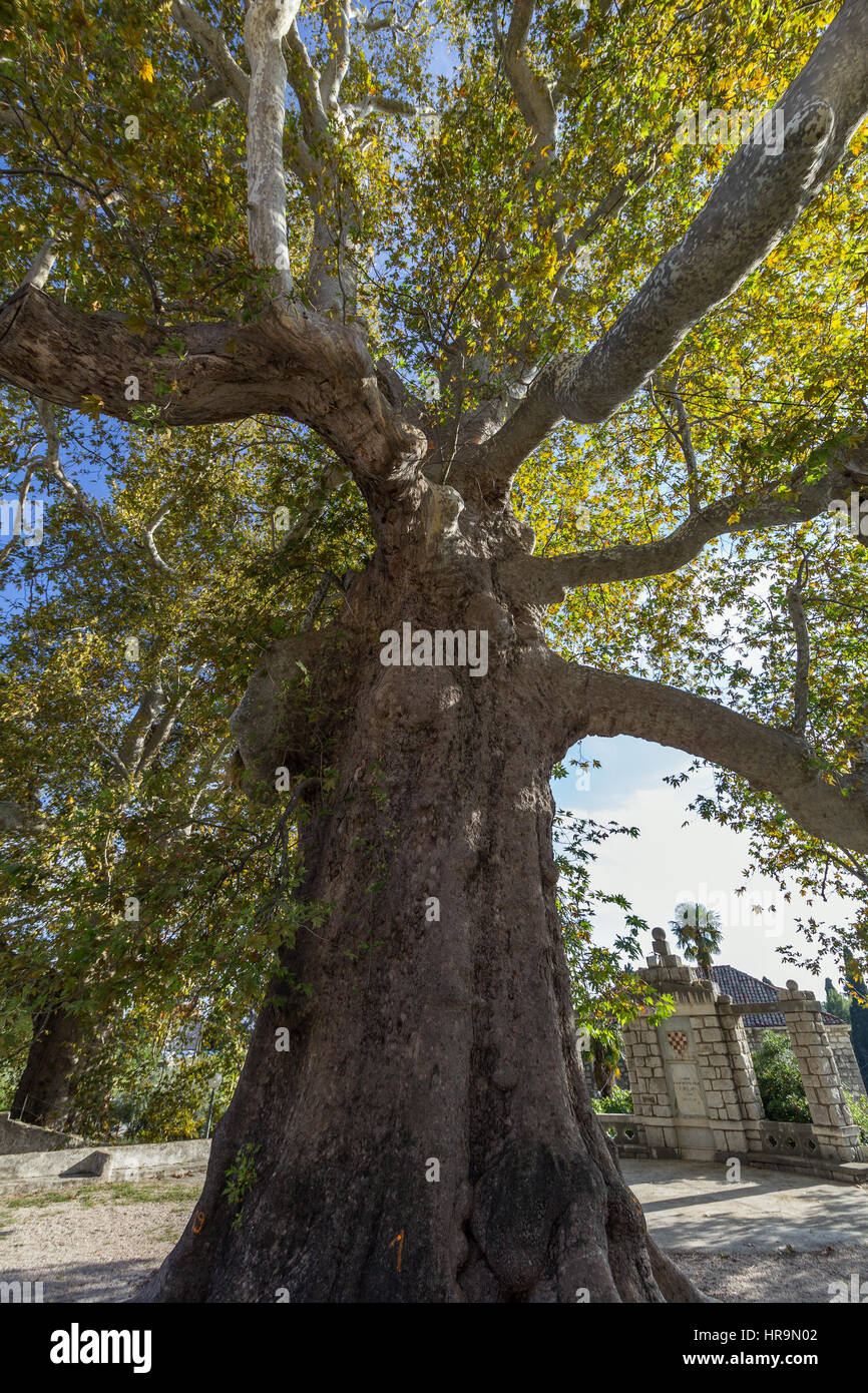 Big and old Plane tree at the Arboretum entrance in Trsteno, Croatia, viewed from below. Stock Photo