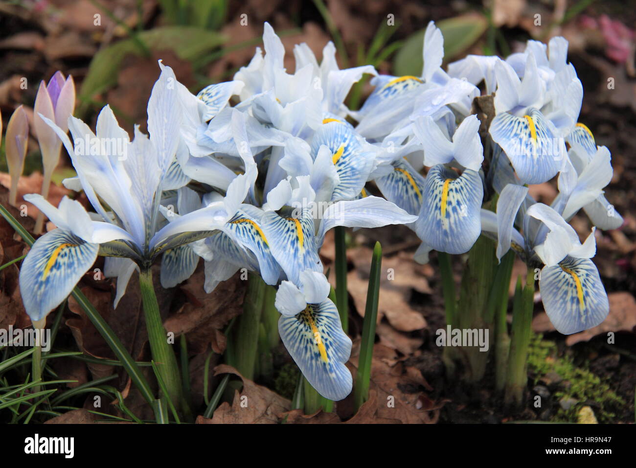 Dwarf Irises (Iridaceae Katharine Hodgkin), RHS Garden Wisley, Woking, Surrey, England, Great Britain, United Kingdom, UK, Europe Stock Photo