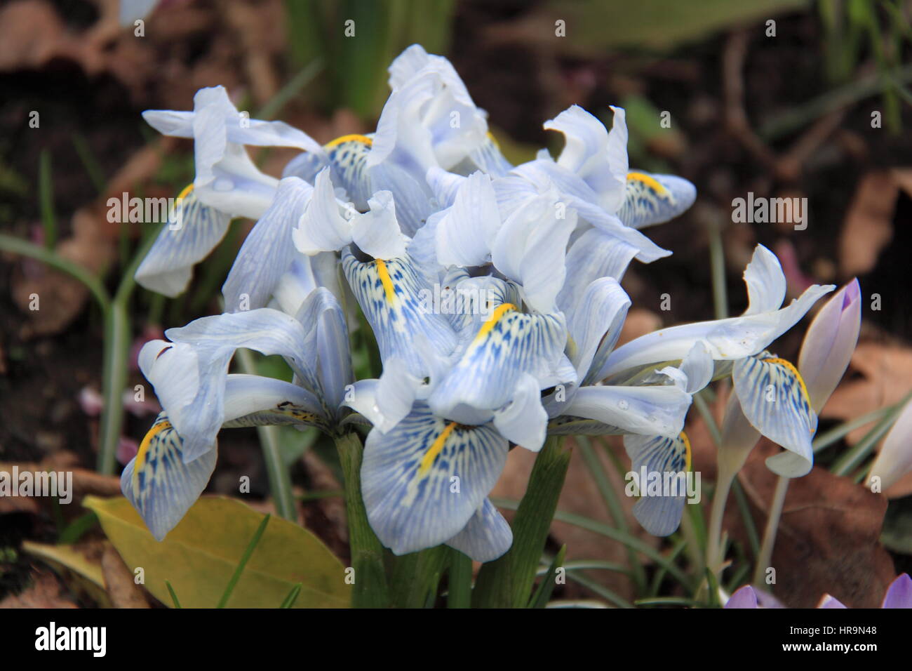 Dwarf Irises (Iridaceae Katharine Hodgkin), RHS Garden Wisley, Woking, Surrey, England, Great Britain, United Kingdom, UK, Europe Stock Photo