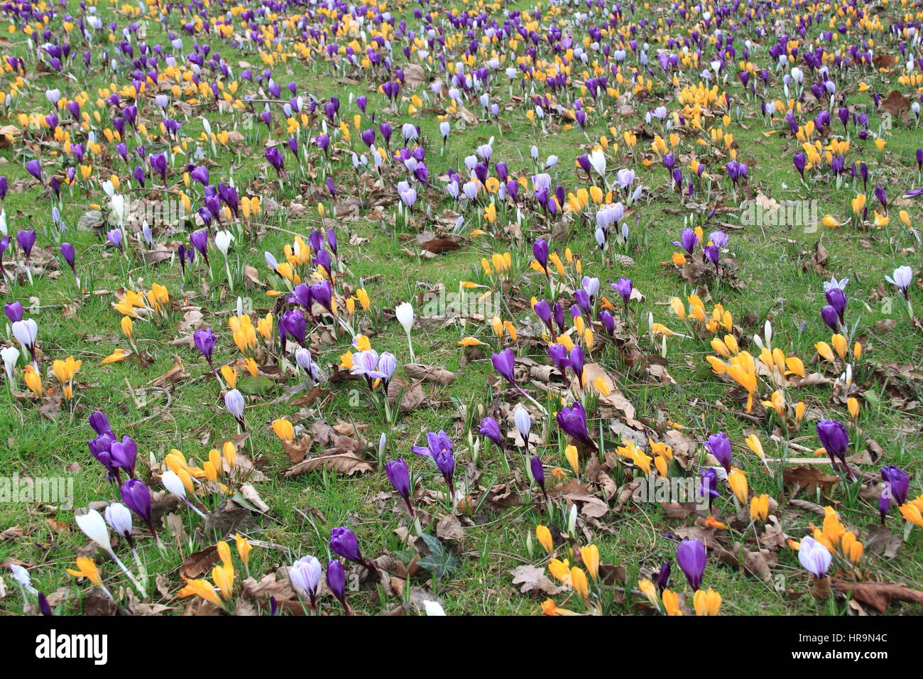 Early spring crocuses, RHS Garden Wisley, Woking, Surrey, England, Great Britain, United Kingdom, UK, Europe Stock Photo