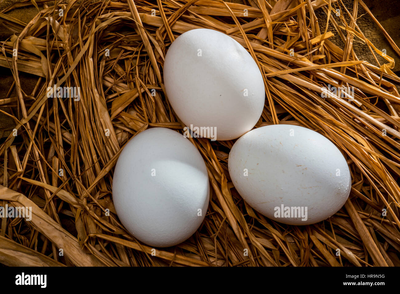 three eggs in straw nest over top view Stock Photo - Alamy