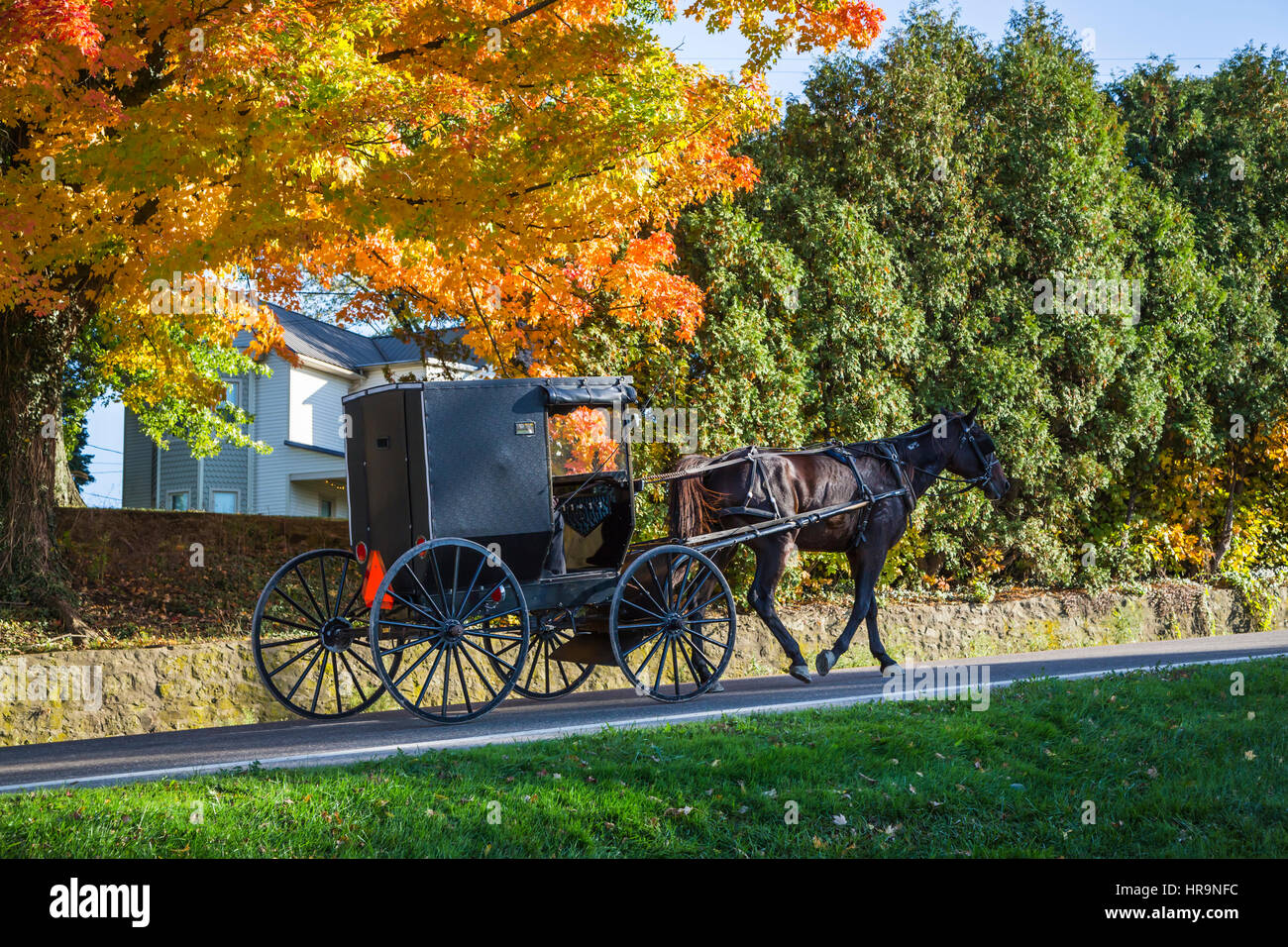 A horse and buggy on a rural road in Amish country with fall foliage color  near Walnut Creek, Ohio, USA. Stock Photo