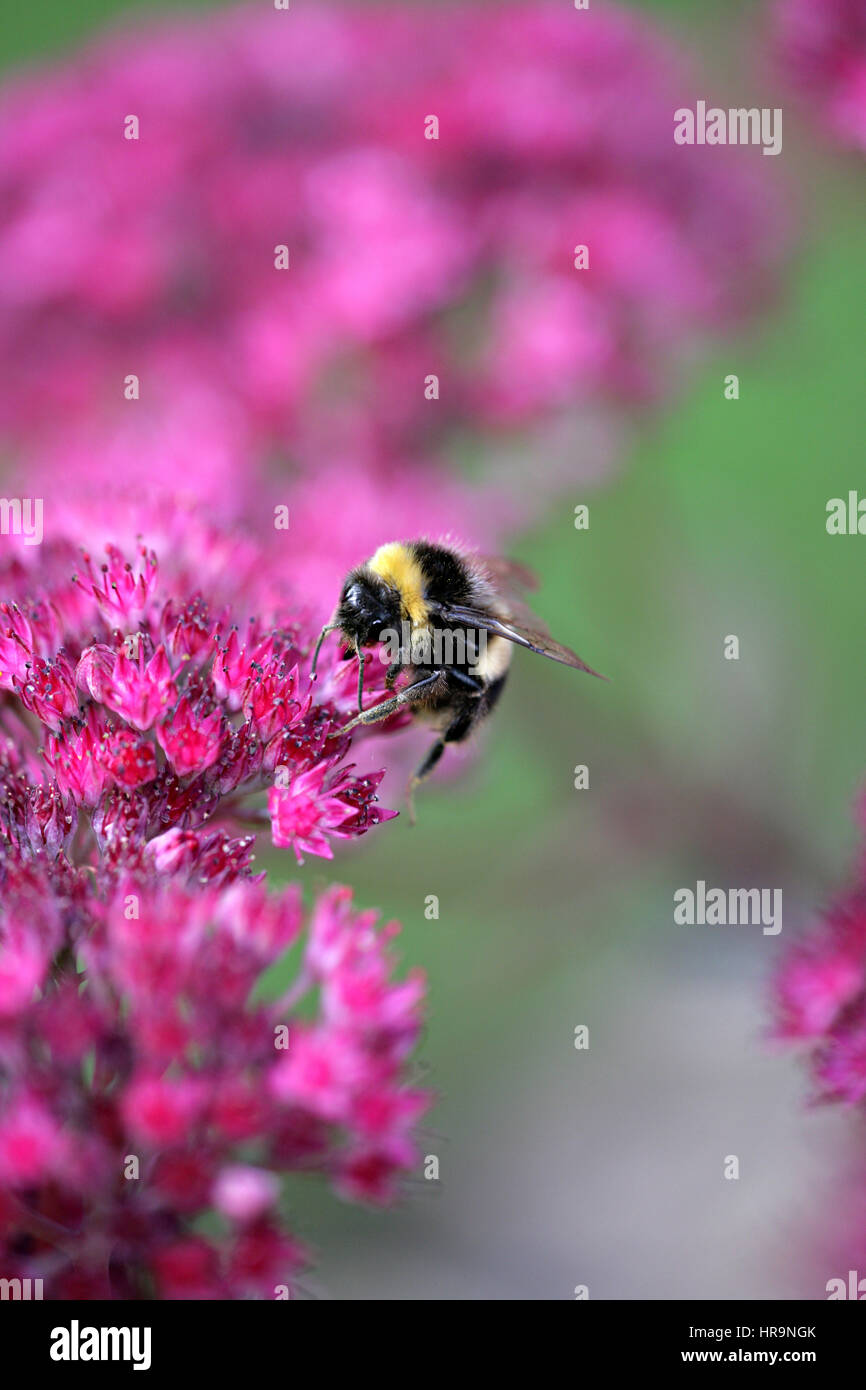 Bumblebee . Feeding on Sedum 'Autumn Joy'.  Pink/magenta shades- full frame. 'Autumn Bumbling.' Stock Photo