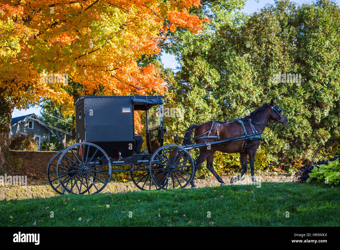 A horse and buggy on a rural road in Amish country with fall foliage color  near Walnut Creek, Ohio, USA. Stock Photo