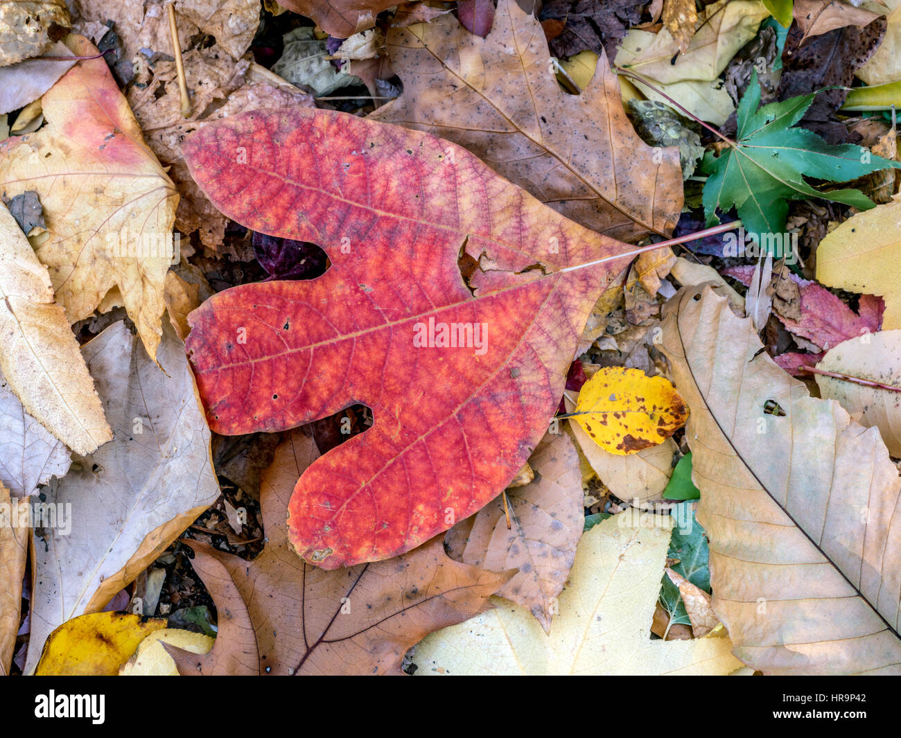Close up of Autumn leaves in forest Stock Photo - Alamy
