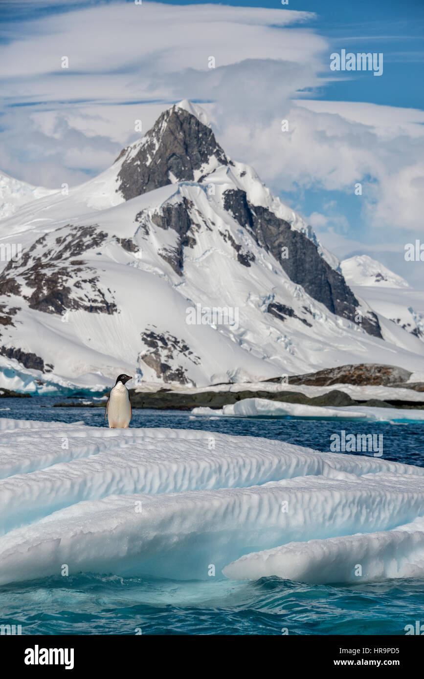 An adult Adelie penguin (Pygoscelis adeliae) standing on an iceberg with a tall glacier covered mountain in the background on a beautiful afternoon in Stock Photo