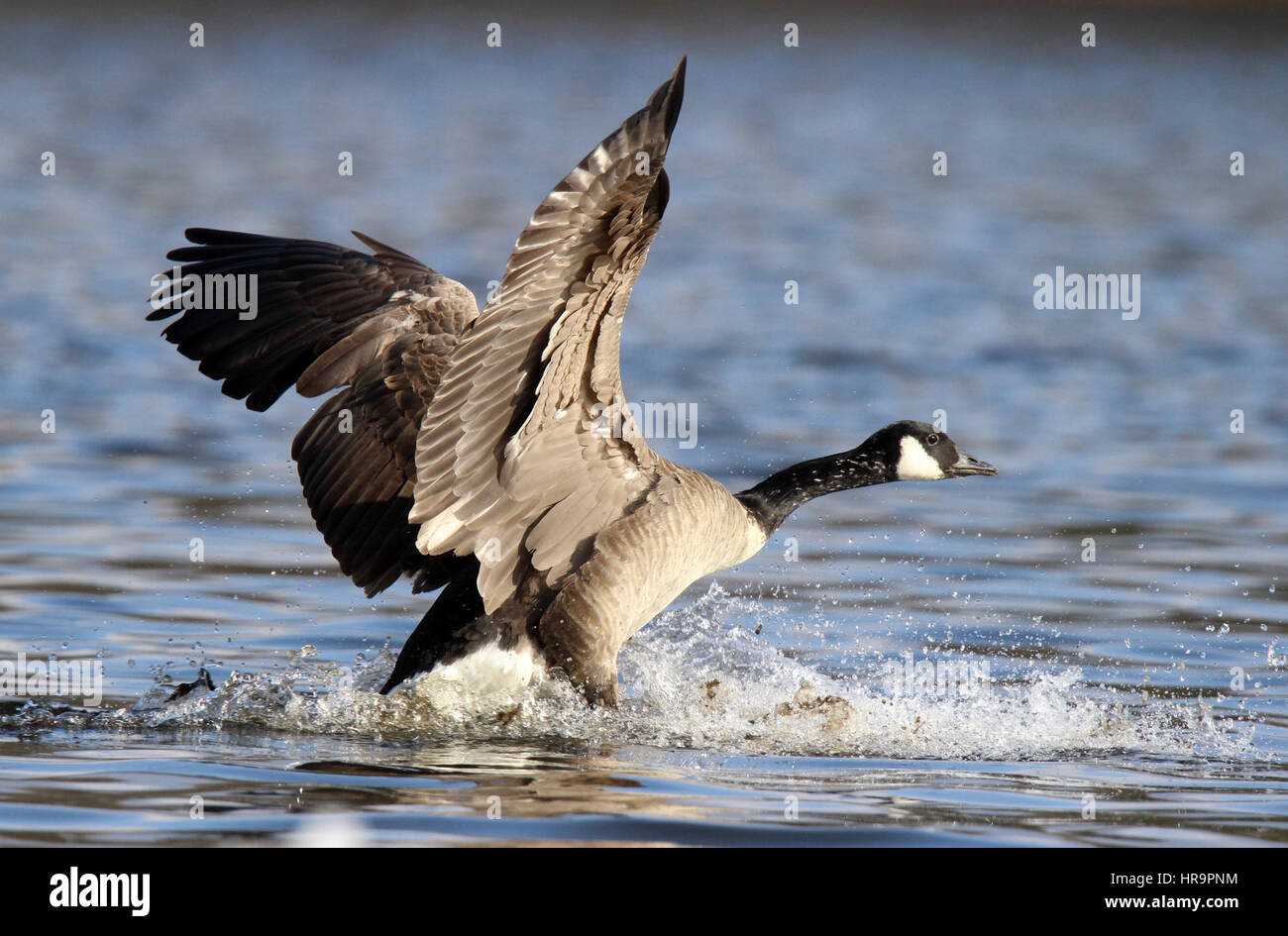 A Canada goose flying in to land on a pond. Stock Photo