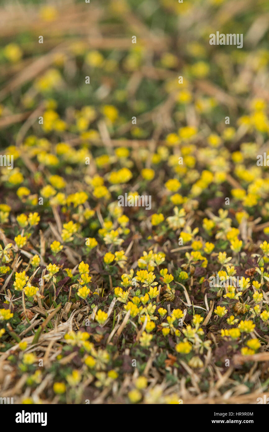 Close up of wild flowers Stock Photo - Alamy