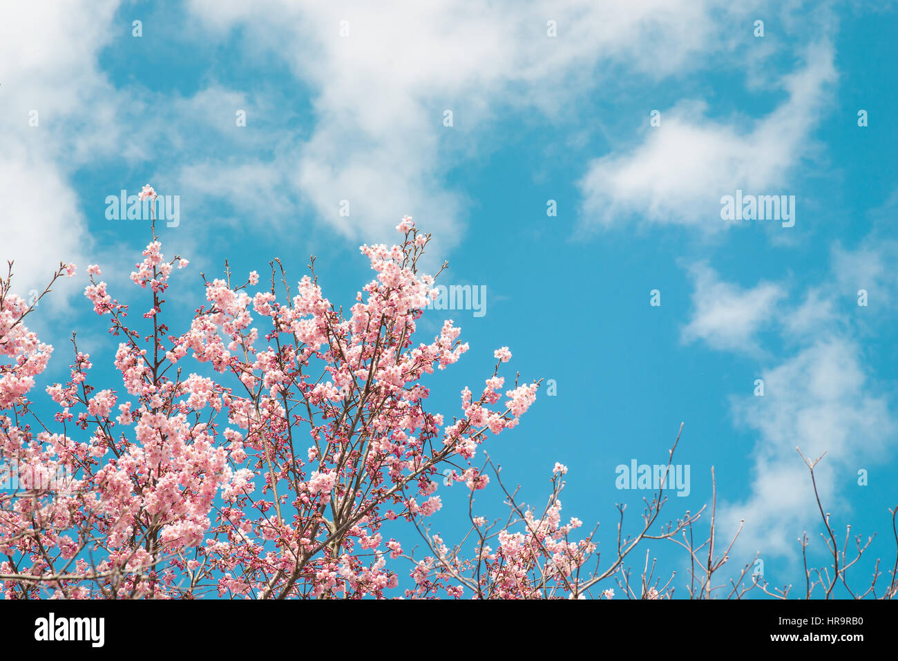 Beautiful cherry blossom sakura in spring time over blue sky Stock ...