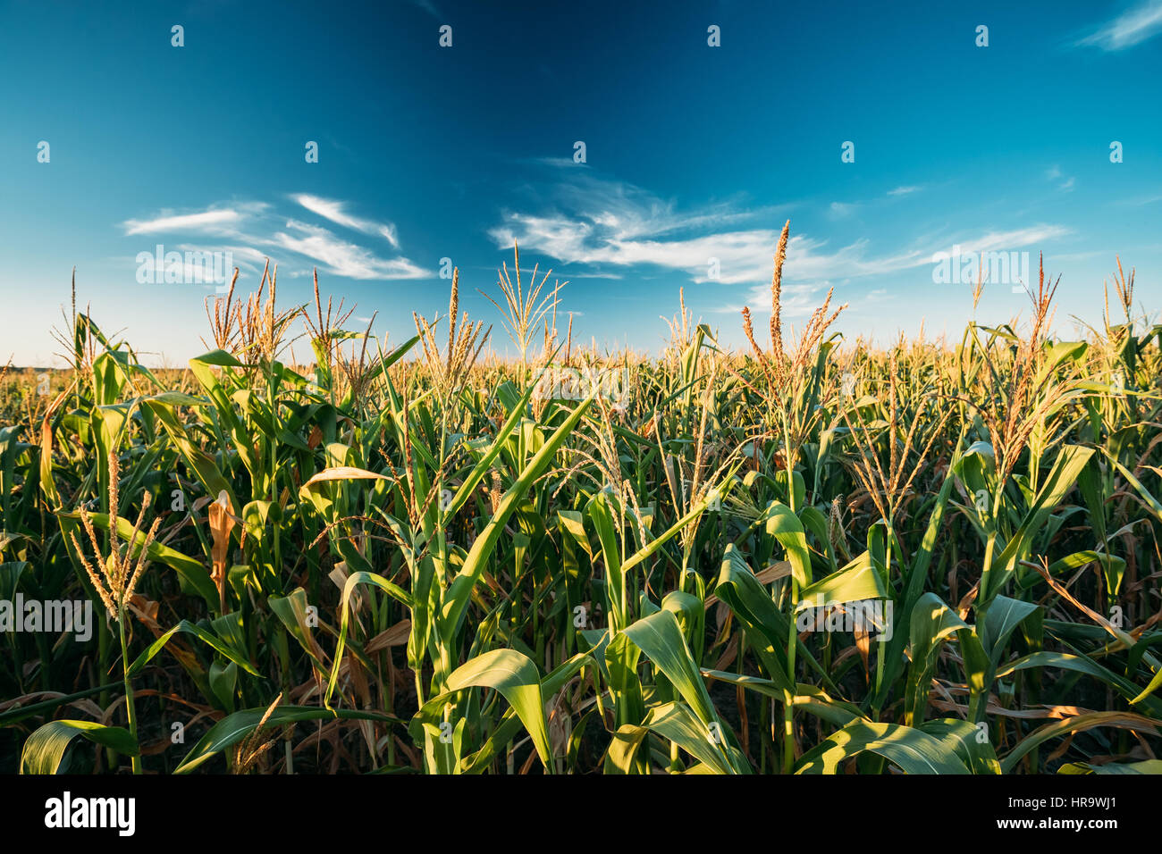 Green Maize Corn Field Plantation In Summer Agricultural Season. Skyline Horizon, Blue Sky Background. Stock Photo