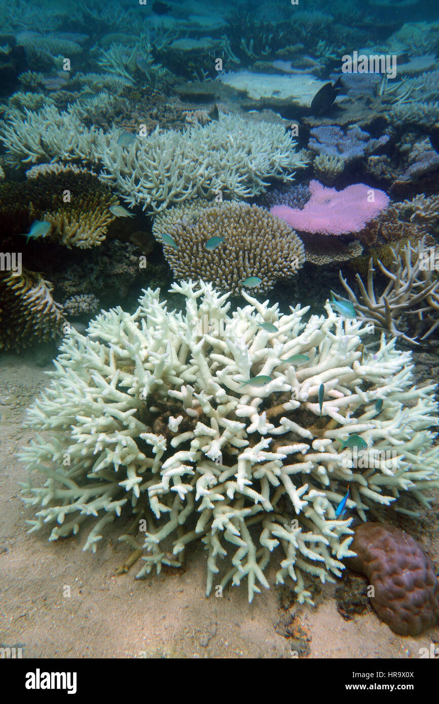 Acroporid corals “fluorescing” as part of coral bleaching process, Great Barrier Reef, near Cairns, Queensland, Australia, 21 Feb 2017 Stock Photo