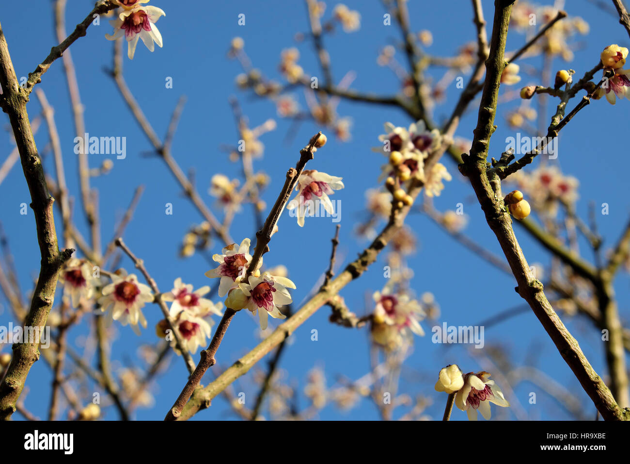Highly scented Wintersweet Chimonanthus praecox winter and spring flowering cream shrub with dark pink or red centres, Cardiff Wales UK  KATHY DEWITT Stock Photo