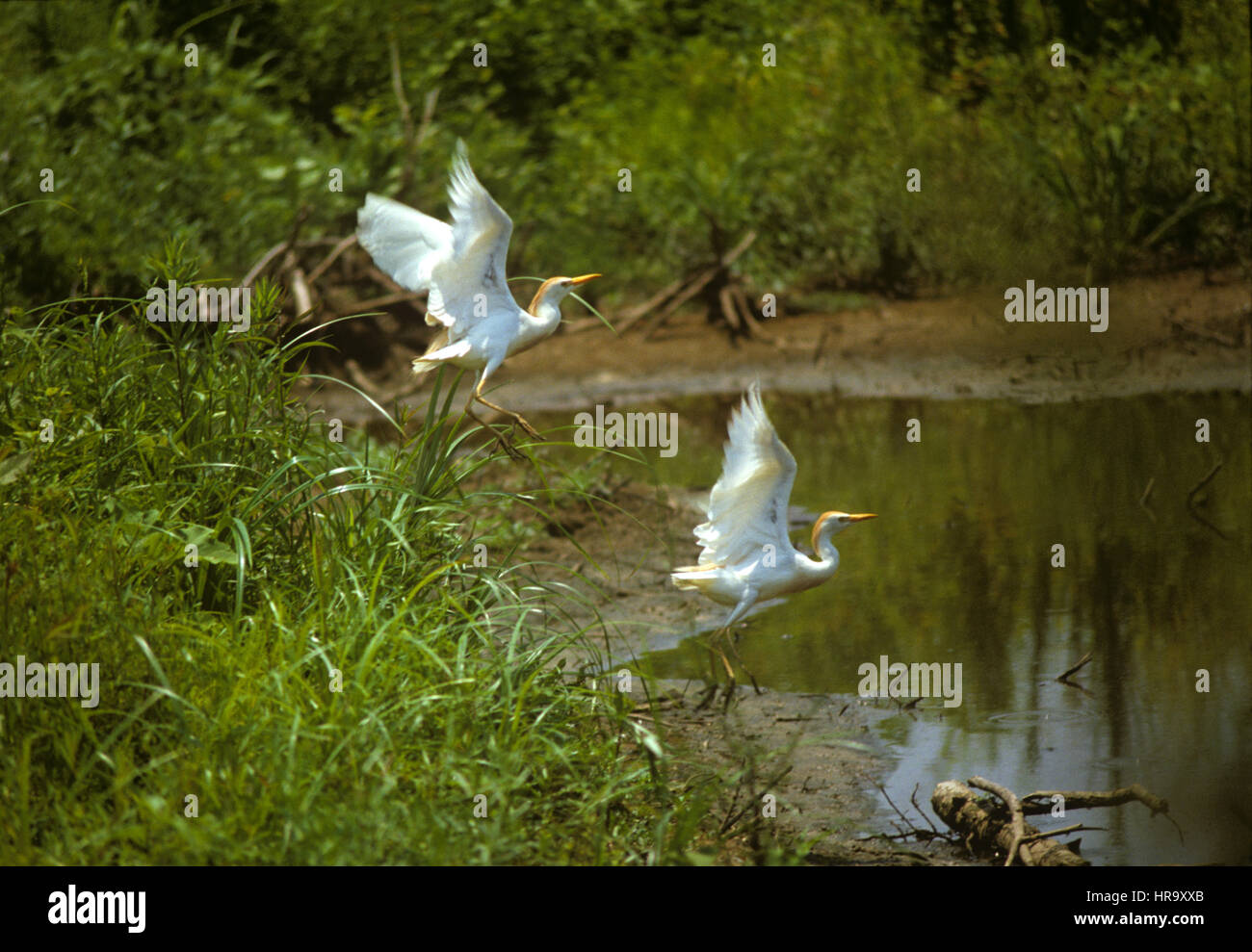 Cattle egrets, Bulbulcus ibis, taking flight from a lake in the Southern USA, Mississipi Stock Photo