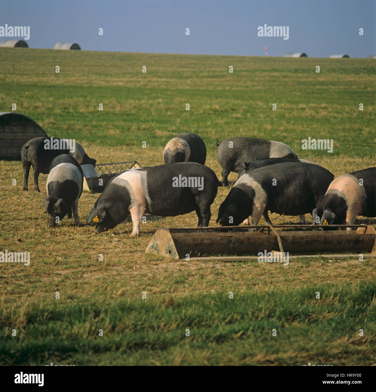 British saddleback pigs in outdoor runs with pig arks and feeders Stock Photo