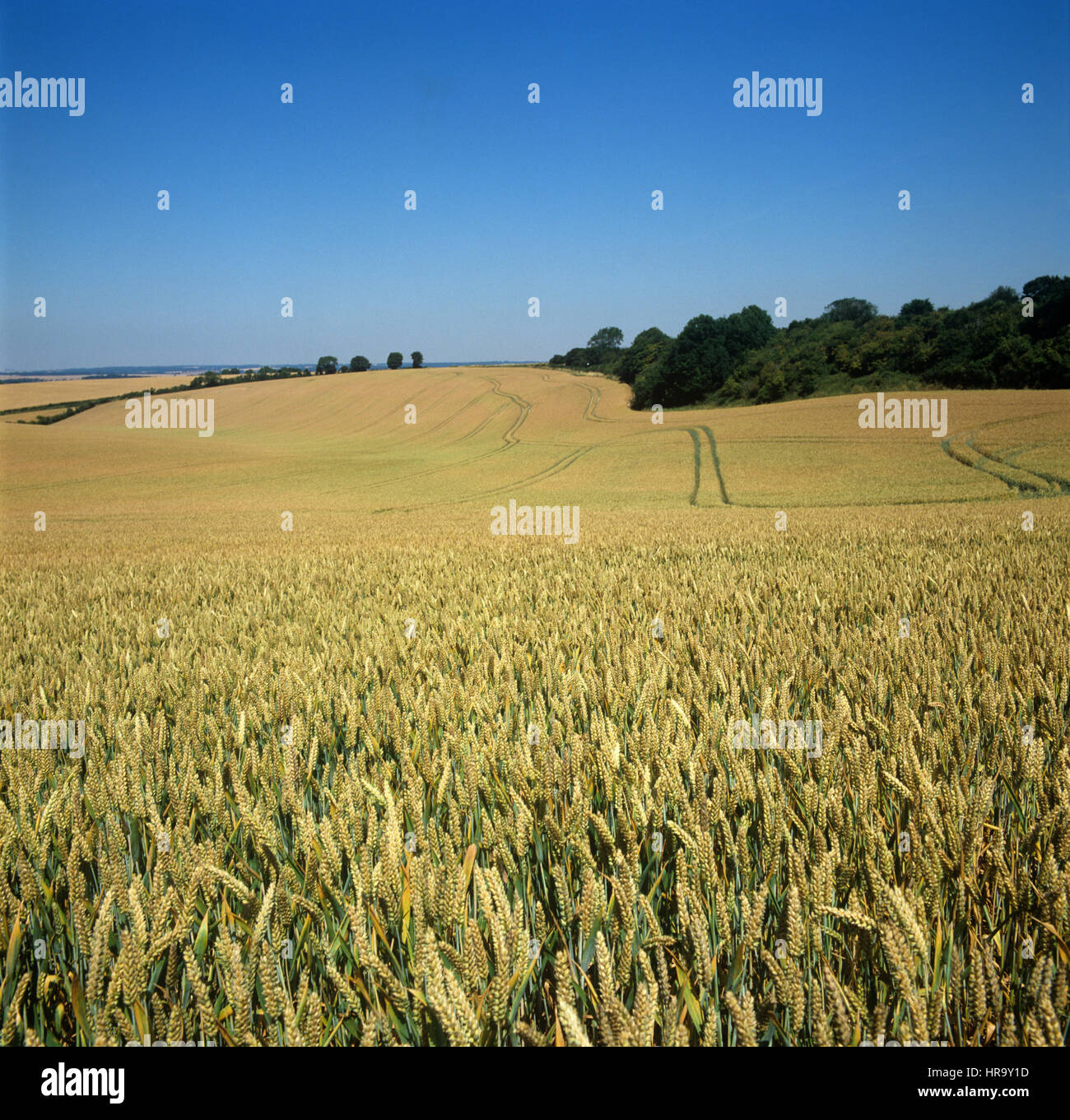 Ripening wheat crop on a rolling downland field in July in West Berkshire Stock Photo