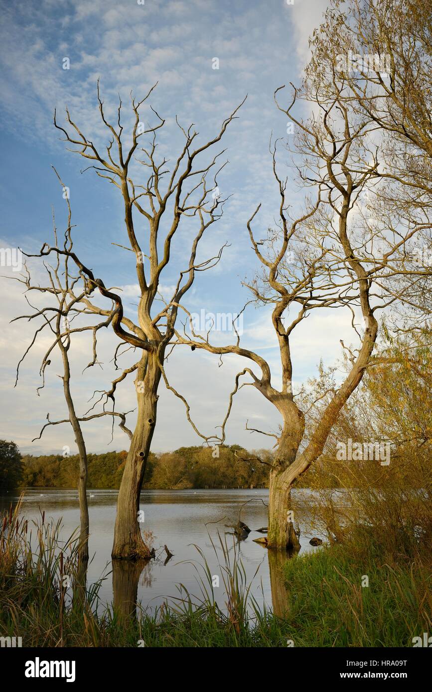 Twisted Willow Stock Photos & Twisted Willow Stock Images Alamy