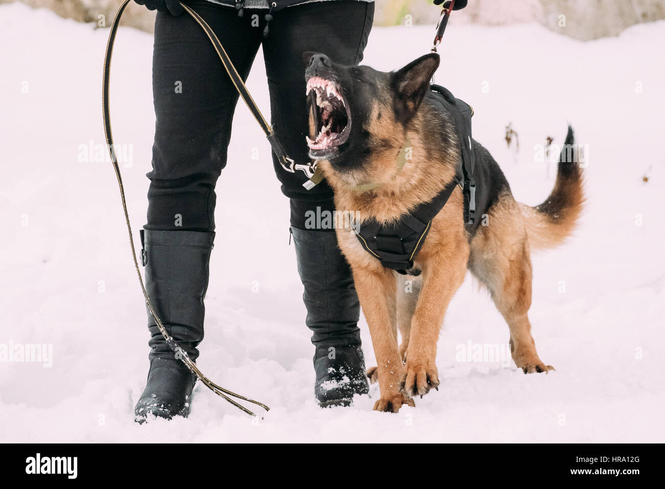 Would A German Shepherd Kill A Wolf