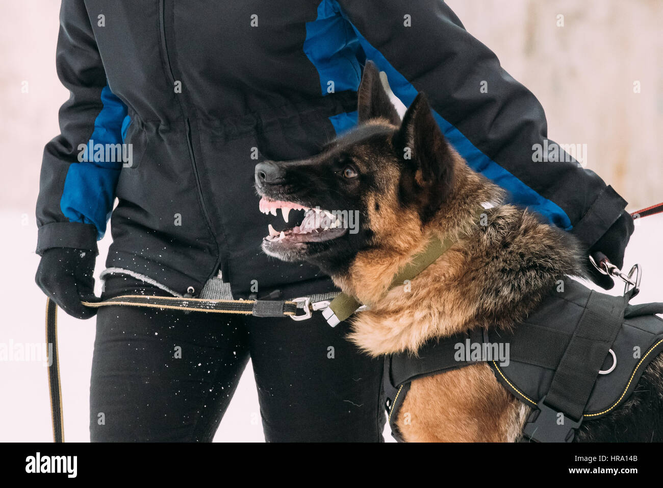 German Shepherd Attack Owner