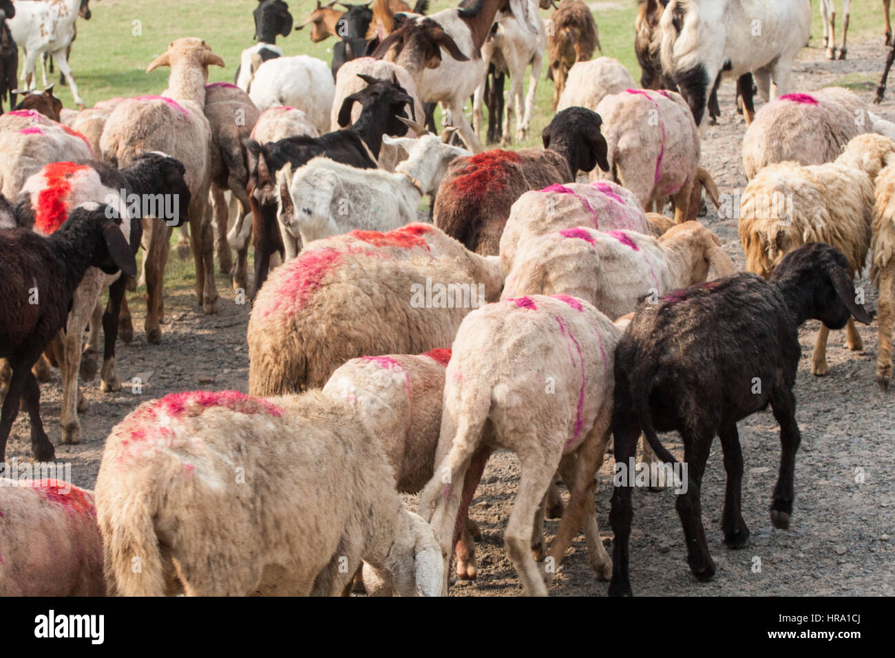 Shepherds herd their goats as a tram passes in the background at the  ´Maidan´ (open ground) in Kolkata (Calcutta), West Bengal, India. Started  by the  - SuperStock