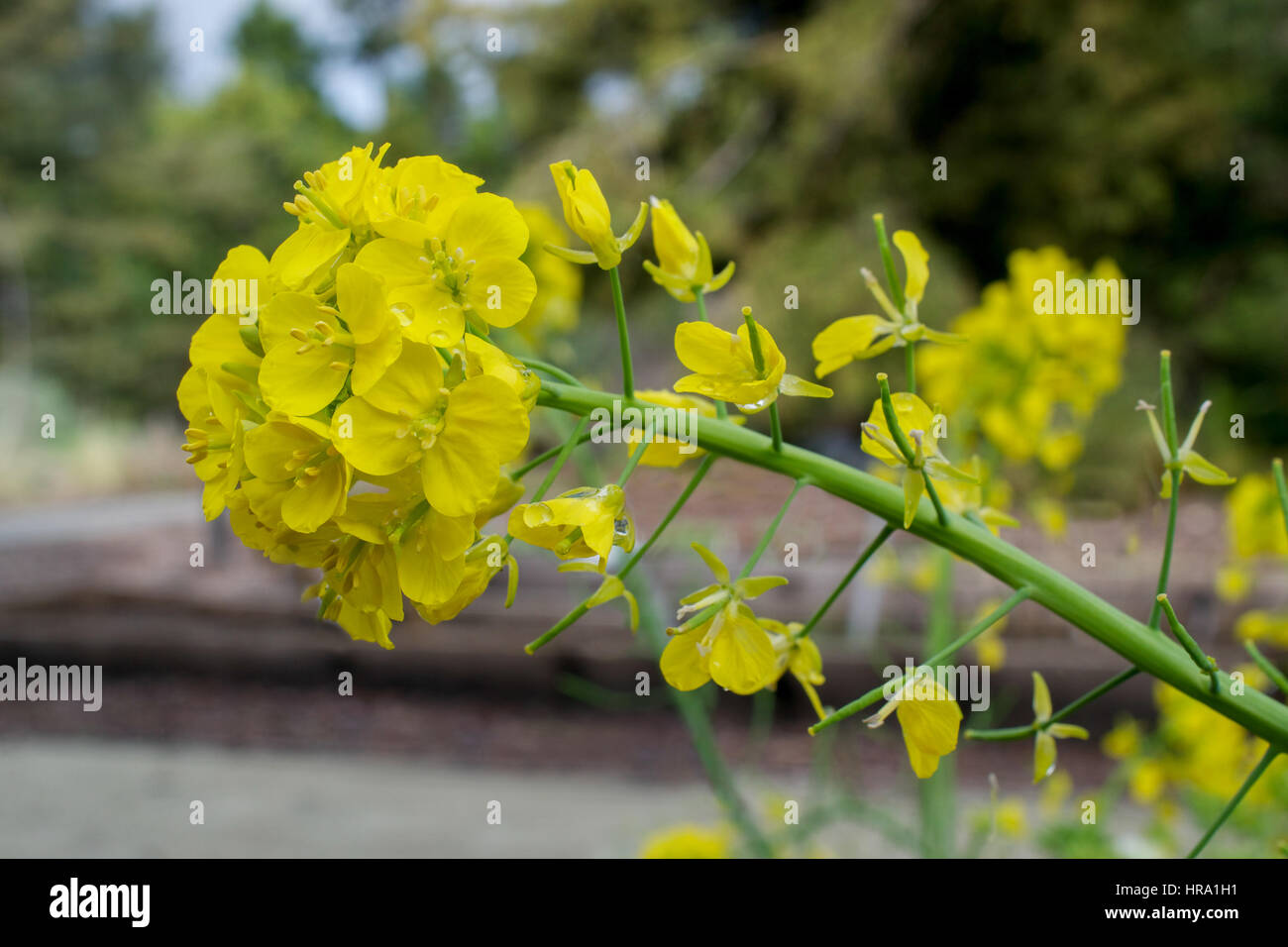 Yellow flowers of the invasive mustard plant in California, Brassica sp.,  in nature Stock Photo