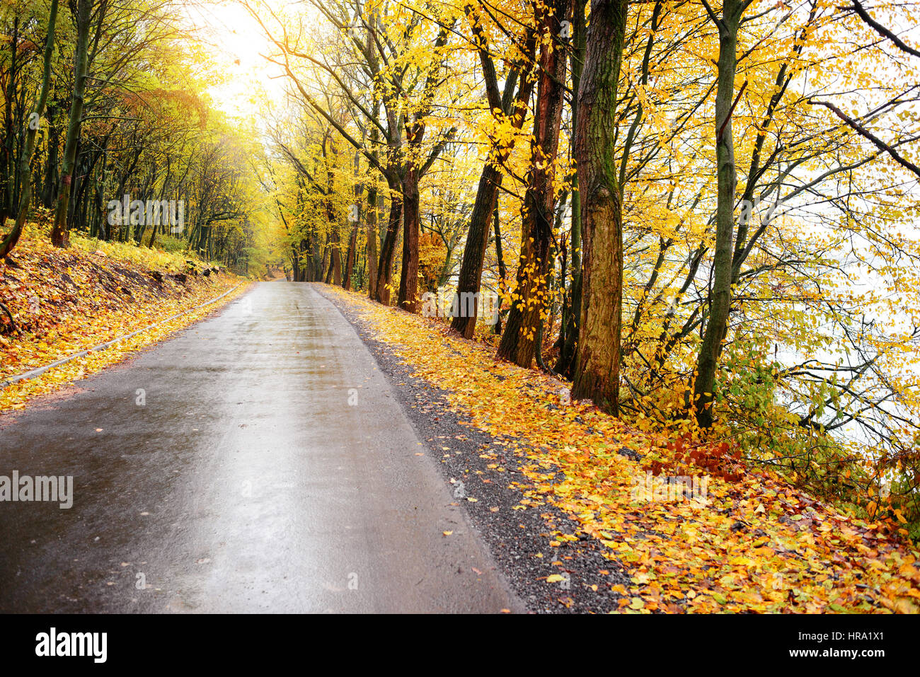 Colorful autumn landscape in the forest with old road Stock Photo - Alamy