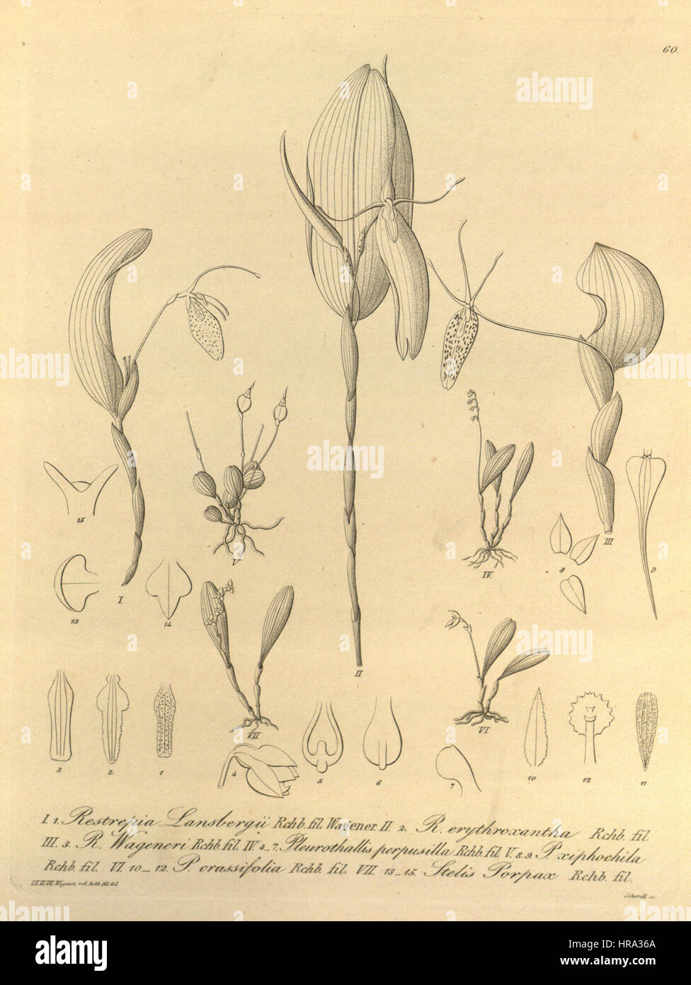 Restrepia lansbergii-R. elegans-R. wageneri-Platystele perpusilla-Trichosalpinx xiphochila-Anathallis minutalis-Stelis porpax - Xenia 1-60 (1858) Stock Photo