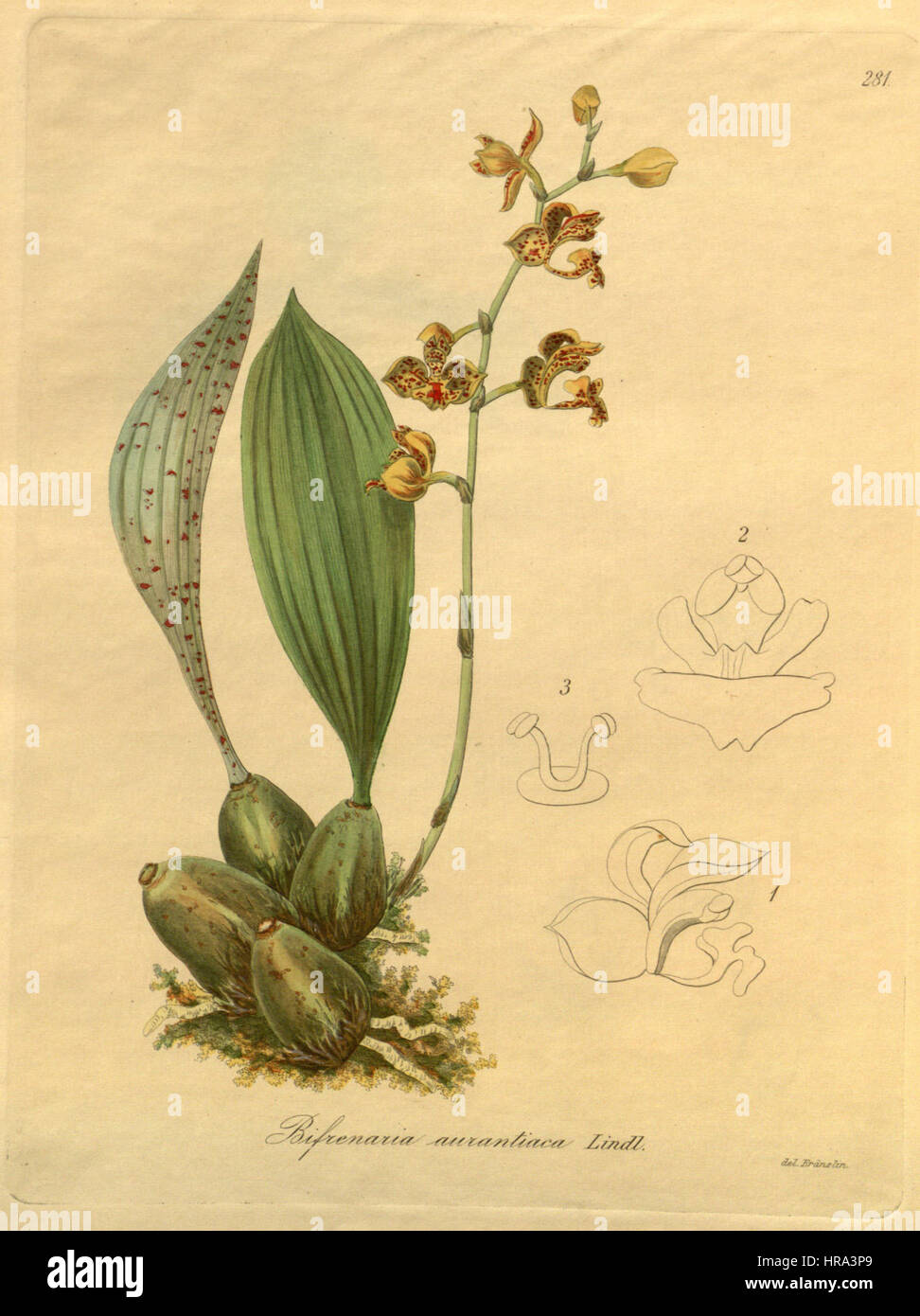 Rudolfiella (Bifrenaria) aurantiaca - Xenia vol. 3 (1900) pl. 281 Stock Photo