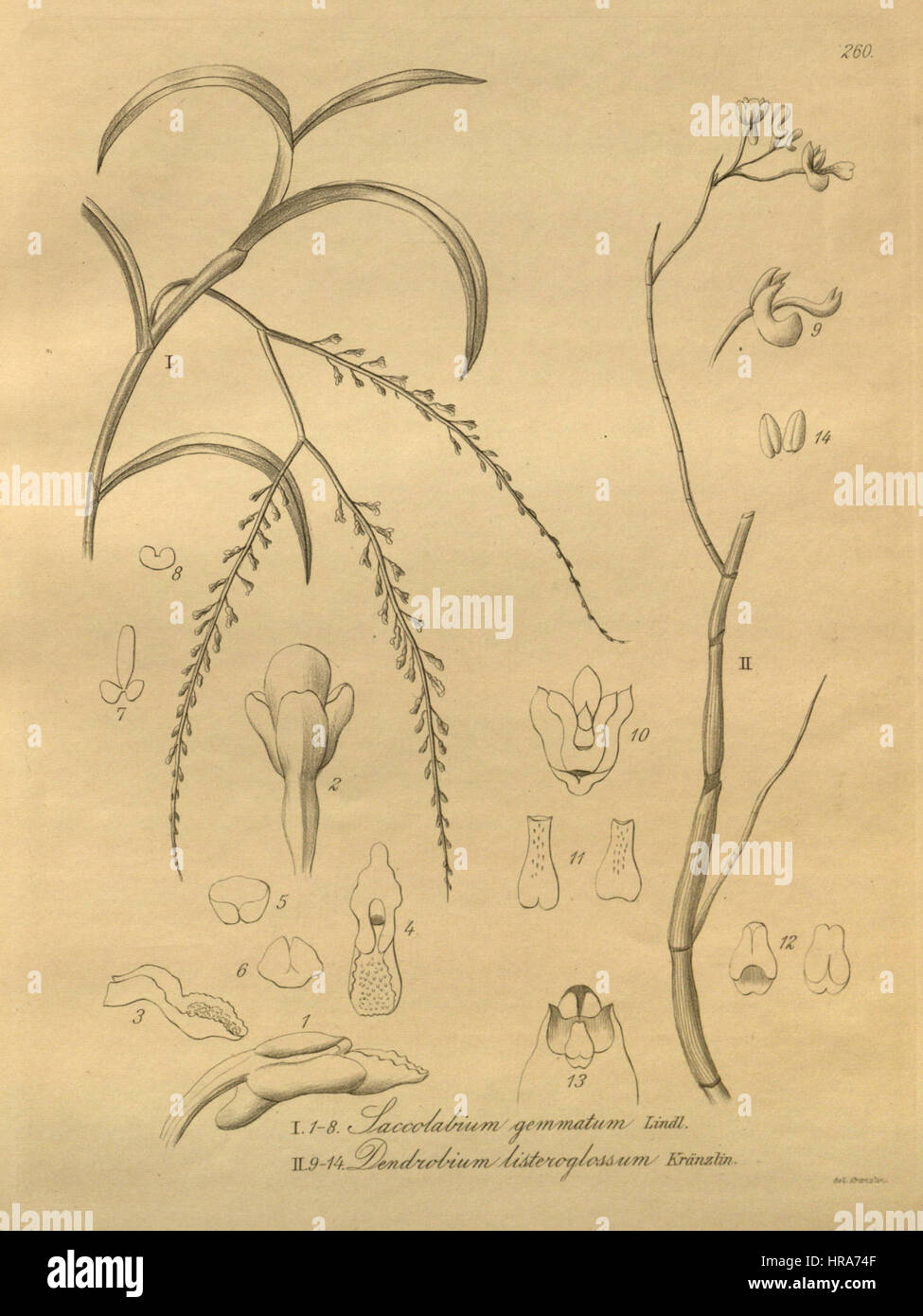 Schoenorchis gemmata (as Saccolabium gemmatum) - Dendrobium parcum (as Dendrobium listeroglossum) - Xenia 3 pl 260 Stock Photo