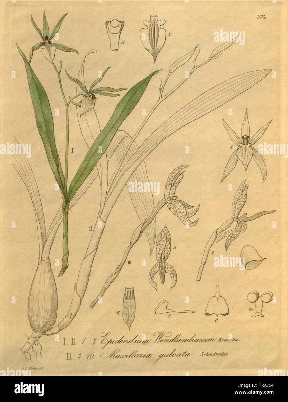 Prosthechea pastoris (as Epidendrum wendlandianum) - Camaridium meleagris (as Maxillaria galeata) - Xenia 3 pl 274 Stock Photo